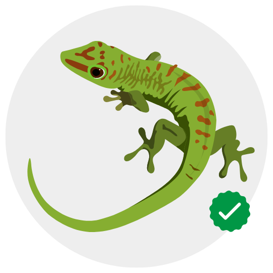 Lizard Control